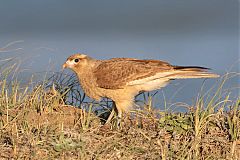 Chimango Caracara